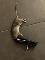 nagtag® Schlagfalle für Ratten